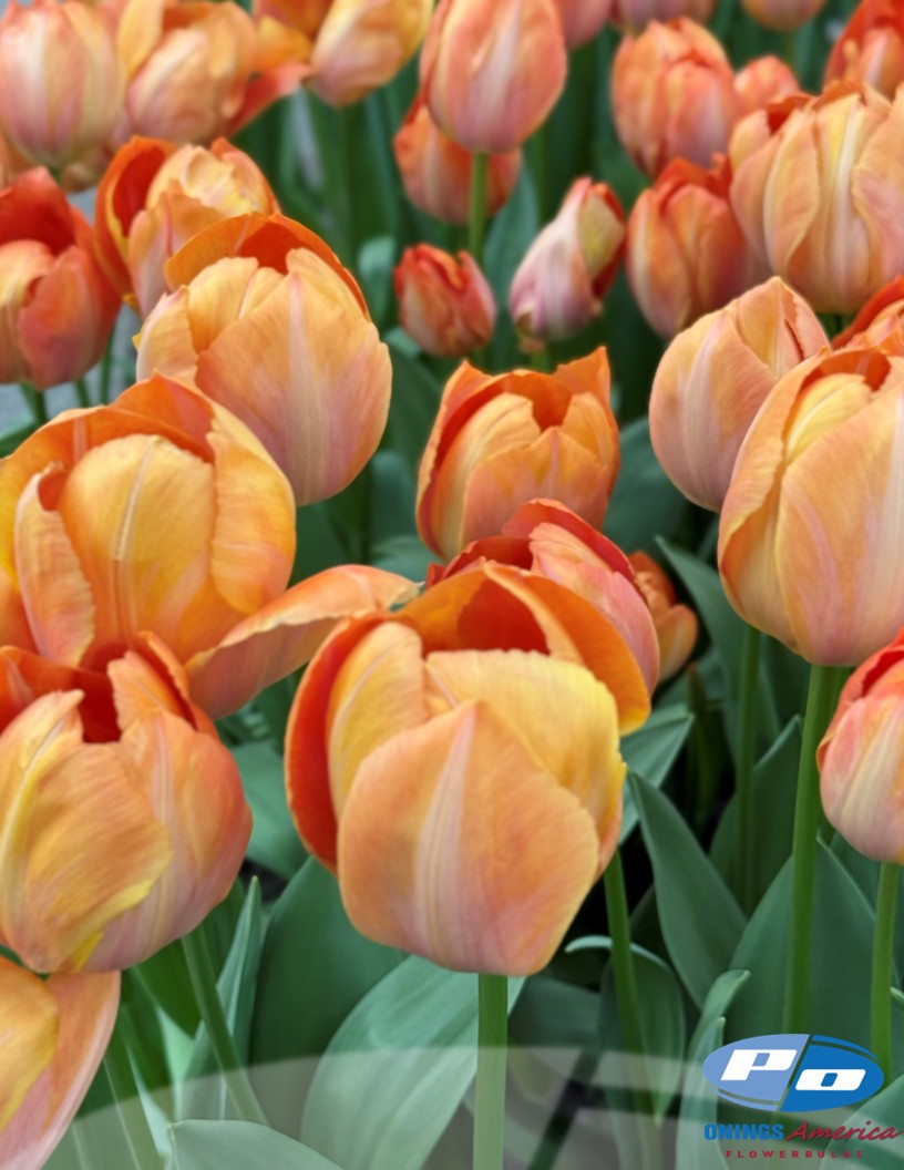 Apricot Van Eijk - Tulips