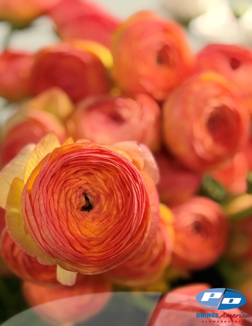 Cloni Success Aragosta (770PC) - Cloni® Ranunculus Photo #1