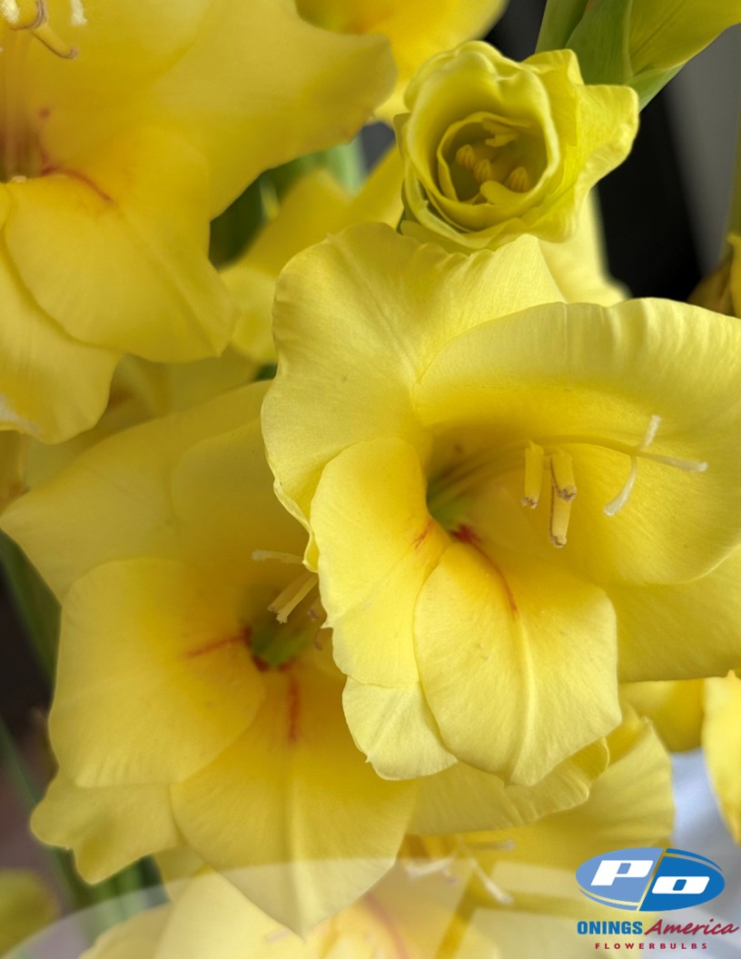 Bananarama - Gladiolus Photo #2