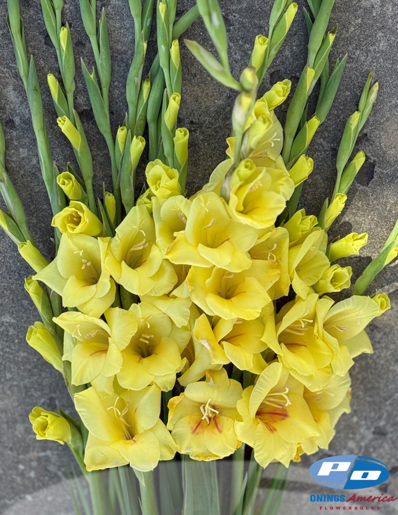 Bananarama - Gladiolus Photo #2
