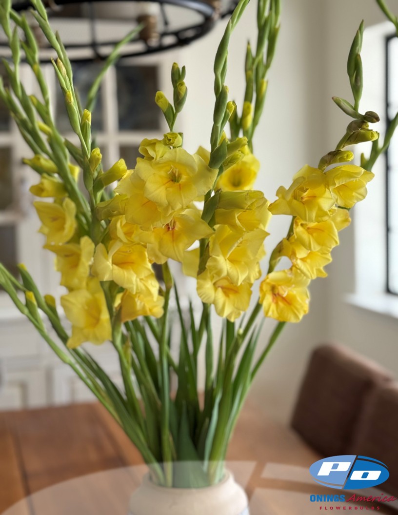 Bananarama - Gladiolus Photo #2