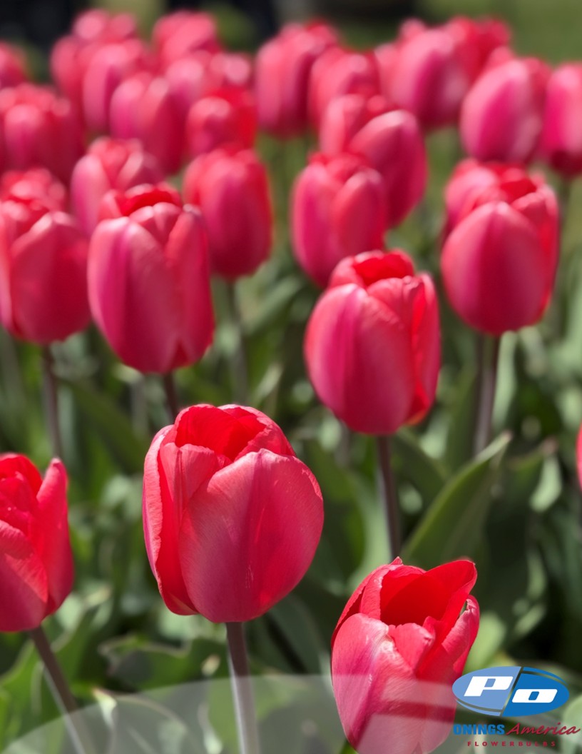 Barre Alta - Tulips Photo #2