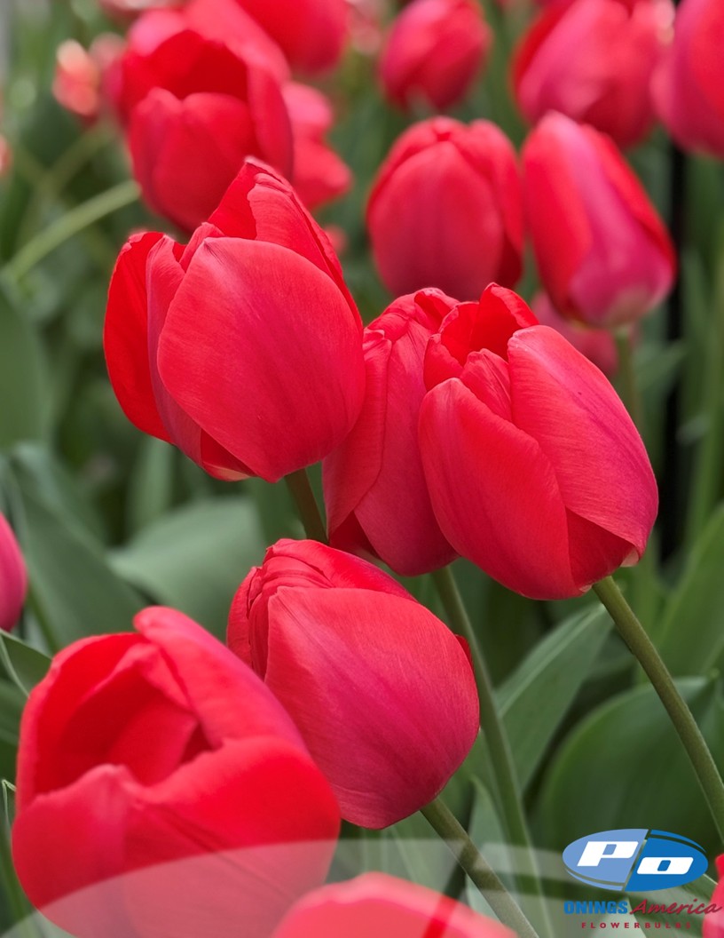 Barre Alta - Tulips Photo #1