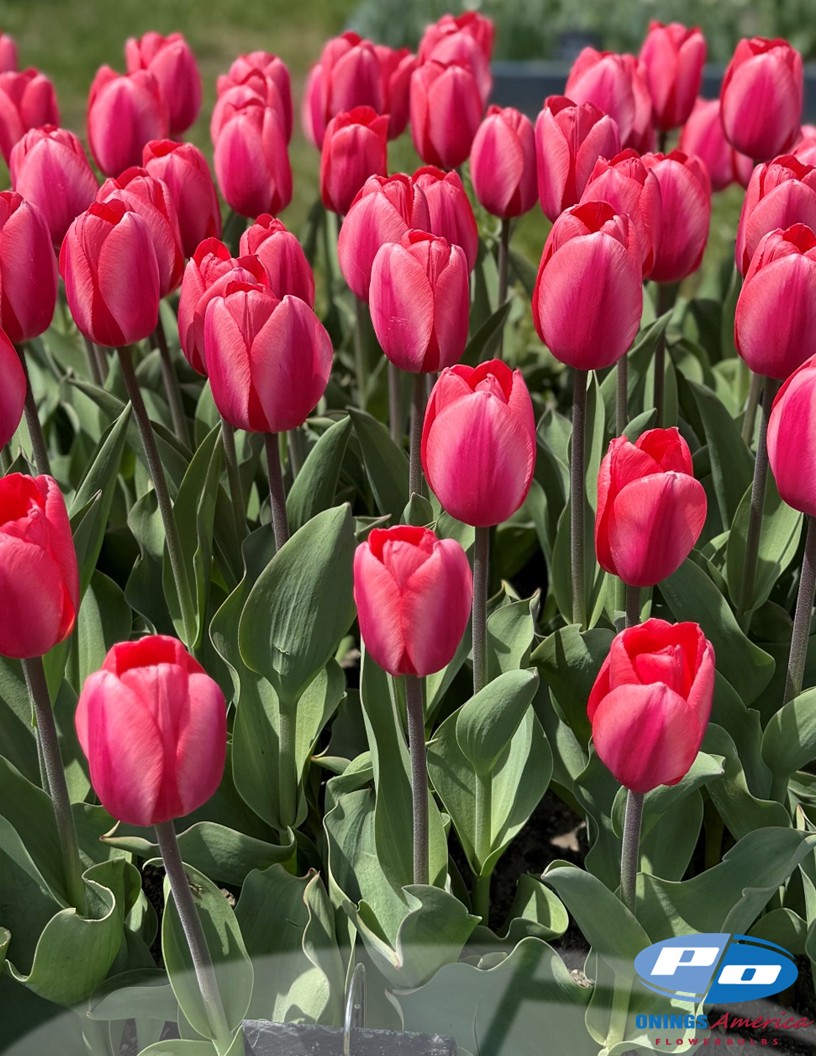 Barre Alta - Tulips Photo #2