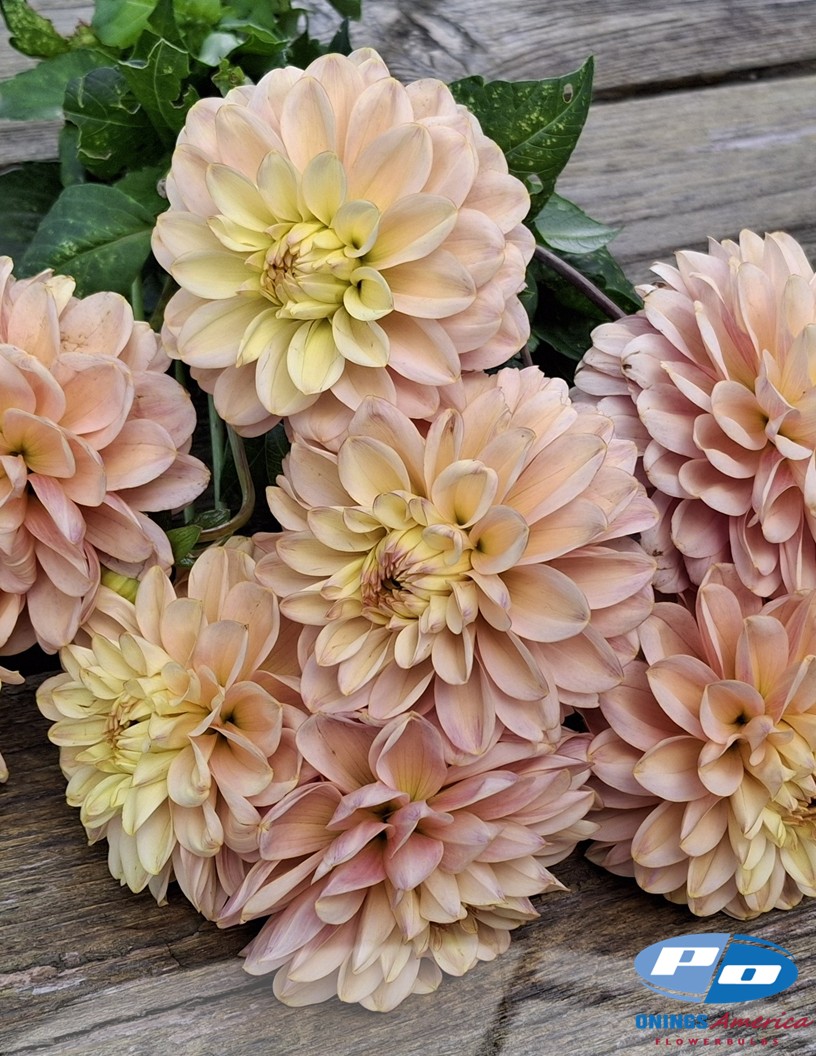 Bazuin Candy - Dahlia