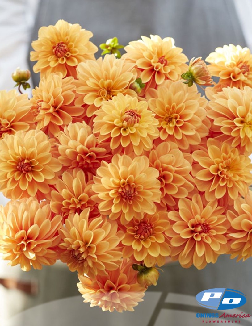 Bazuin Bright Orange - Dahlia