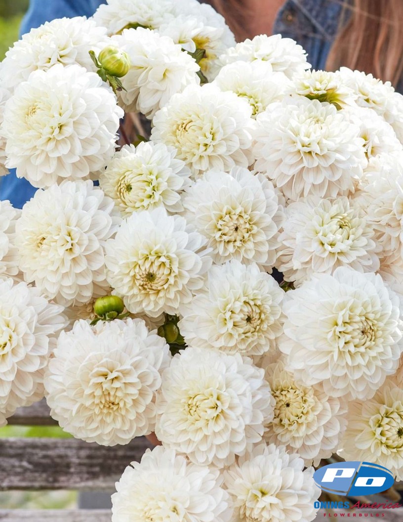 Bazuin Snow White - Dahlia