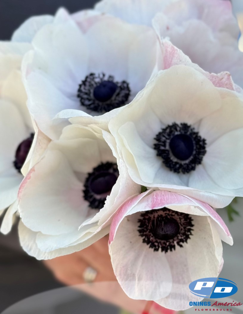 Mistral Bianco Centro Nero 'Panda' - Mistral Anemone Photo #1