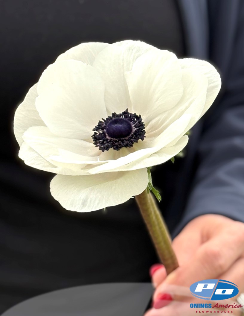 Mistral Bianco Centro Nero 'Bianco' - Mistral Anemone Photo #2