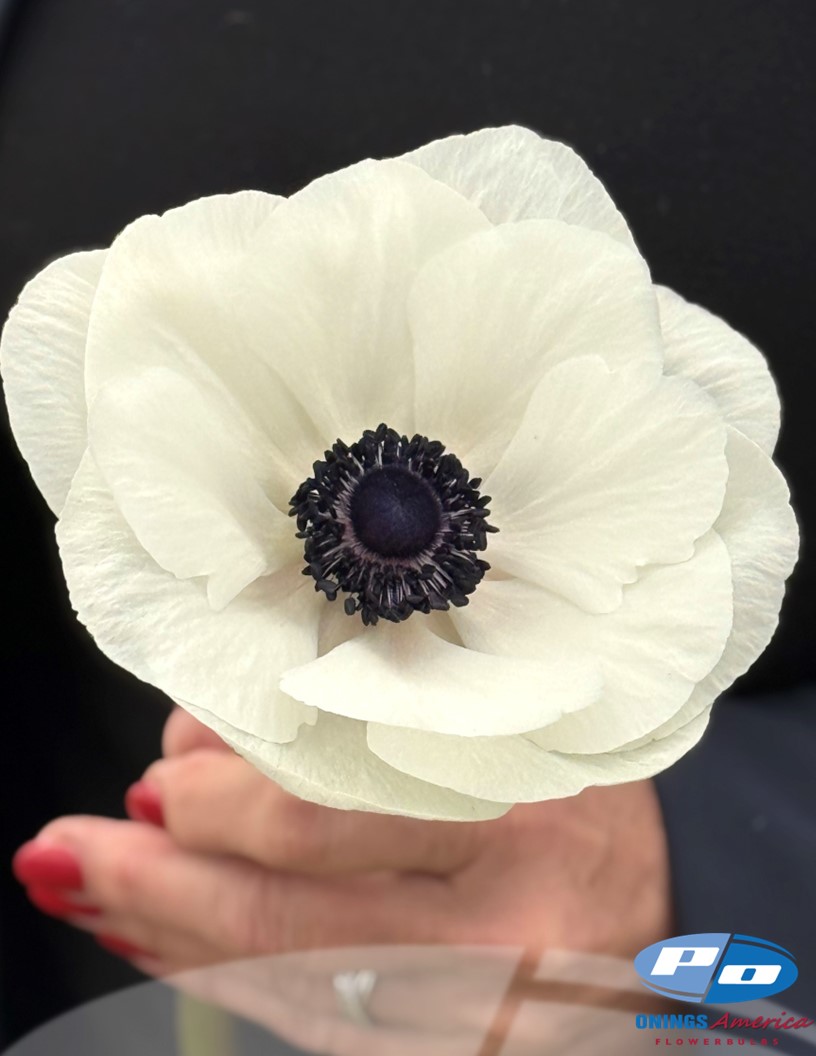 Mistral Bianco Centro Nero 'Bianco' - Mistral Anemone Photo #2