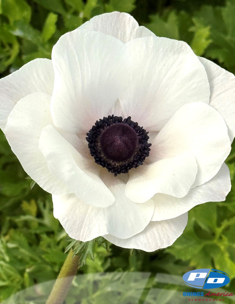 Mistral Bianco Centro Nero 'Panda' - Mistral Anemone Photo #2