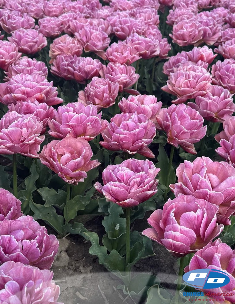 Beach Berry - Tulips Photo #2