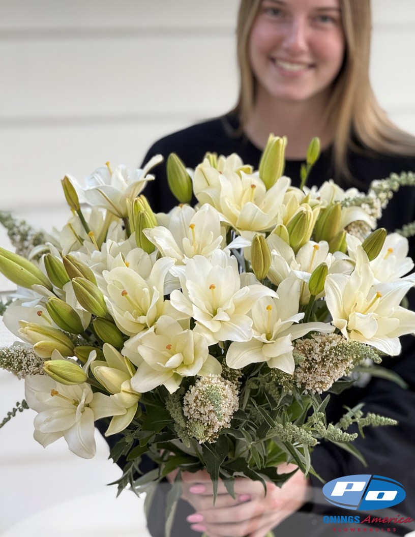 Belvedere - Double / Pollen-less LxA Hybrid Lilies Photo #1