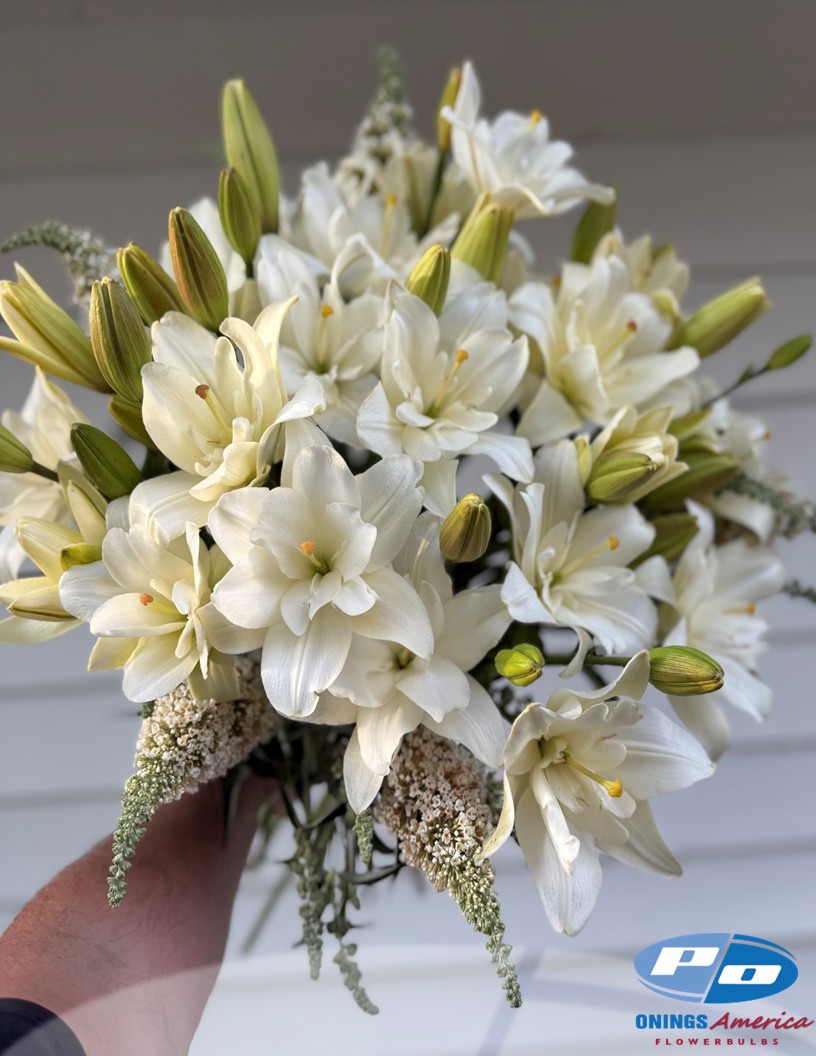 Belvedere - Double / Pollen-less LxA Hybrid Lilies Photo #2