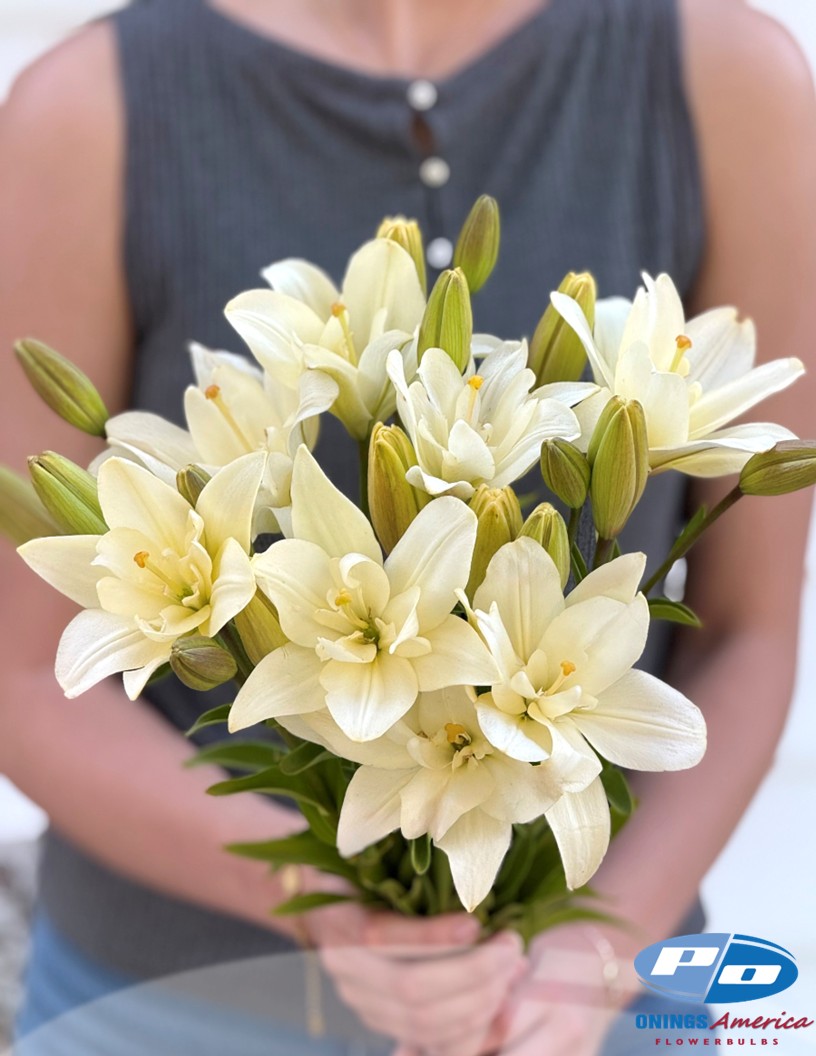 Belvedere - Double / Pollen-less LxA Hybrid Lilies Photo #2