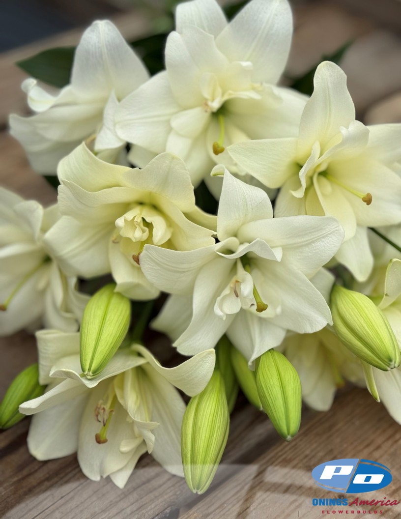 Belvedere - Double / Pollen-less LxA Hybrid Lilies Photo #2