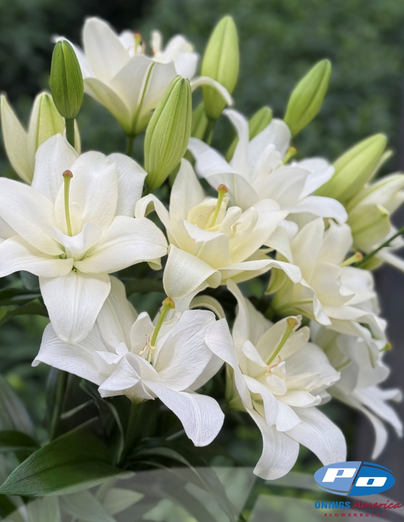 Belvedere - Double / Pollen-less LxA Hybrid Lilies Photo #2