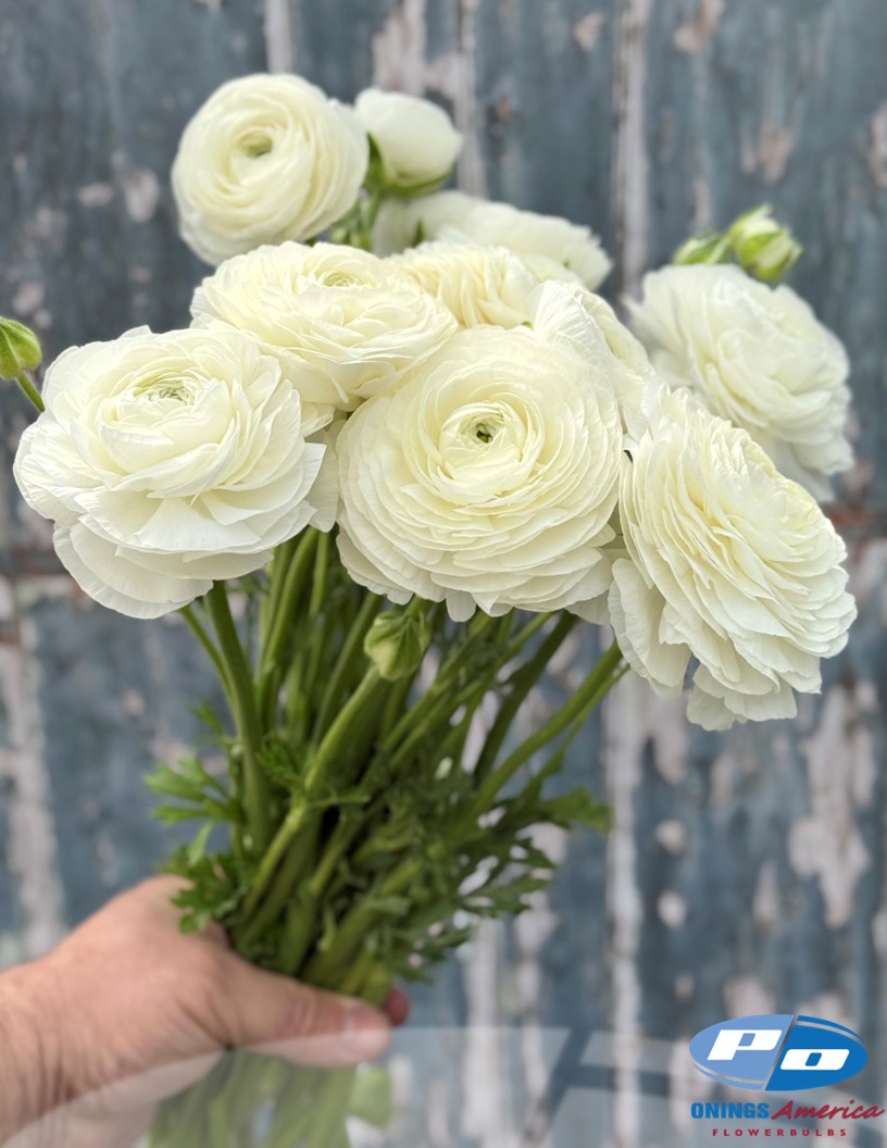 Elegance Bianco 59-99 - Elegance® Ranunculus Photo #1