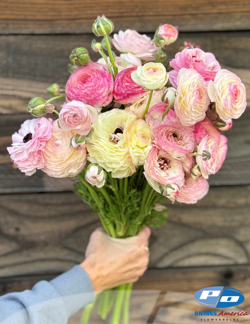 Elegance Bianco Sfumato - Elegance® Ranunculus Photo #2
