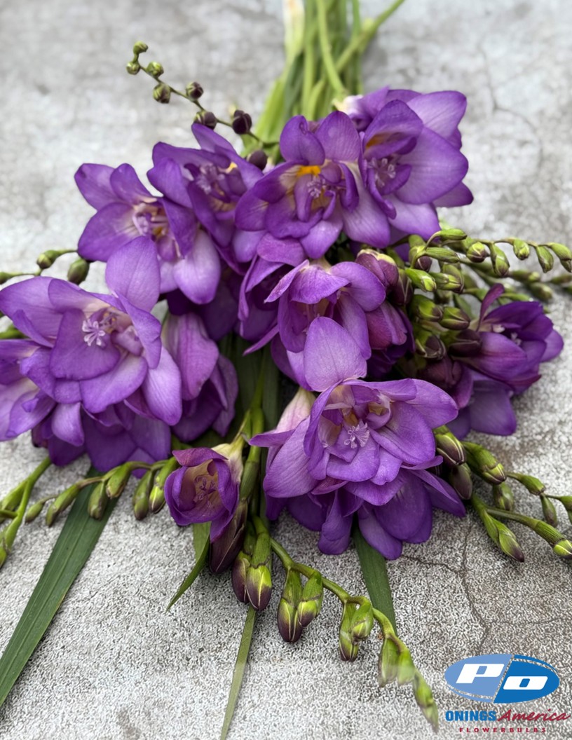 Biscaya - Freesia Photo #2