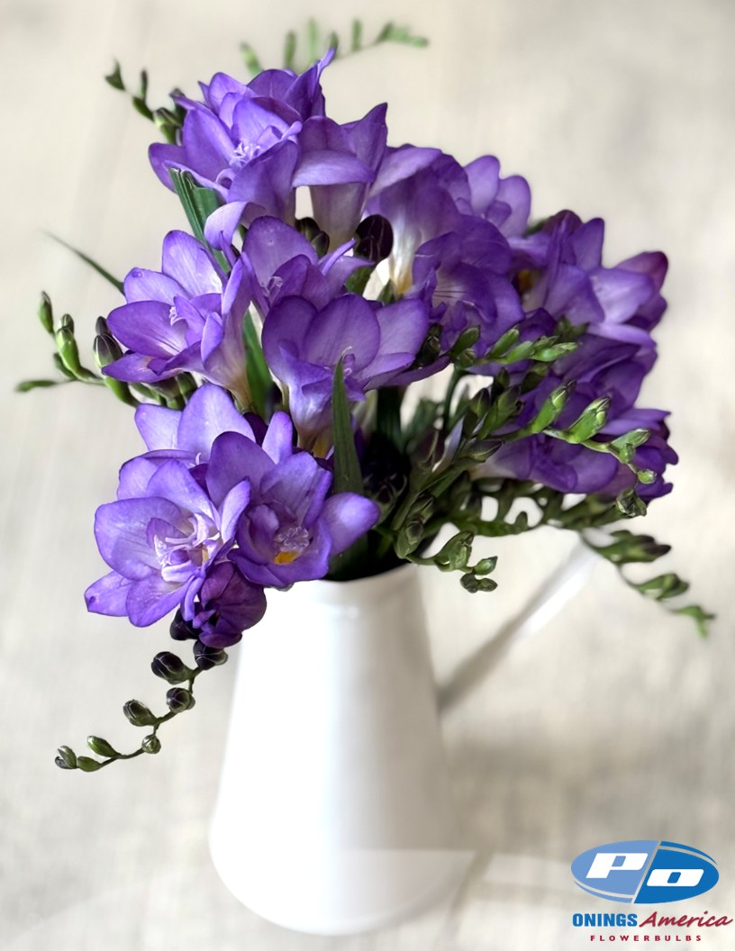 Biscaya - Freesia Photo #2
