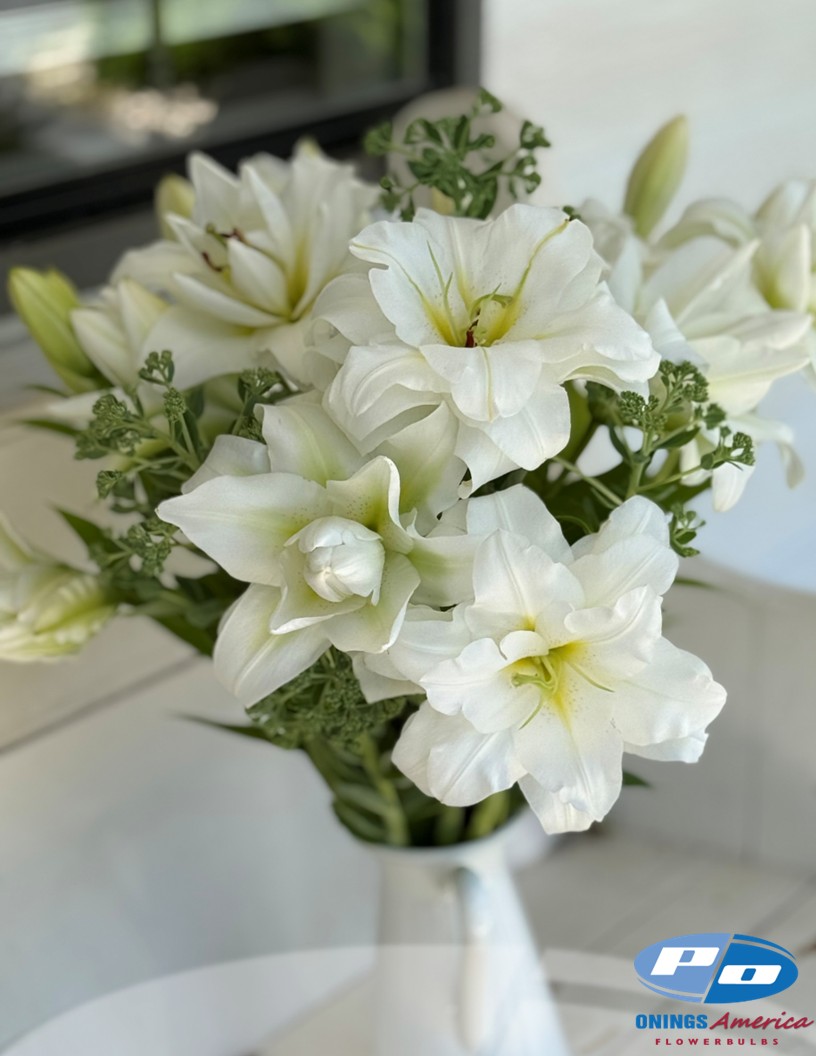 Blizzard - Double / Pollen-less OxT Hybrid Lilies Photo #2