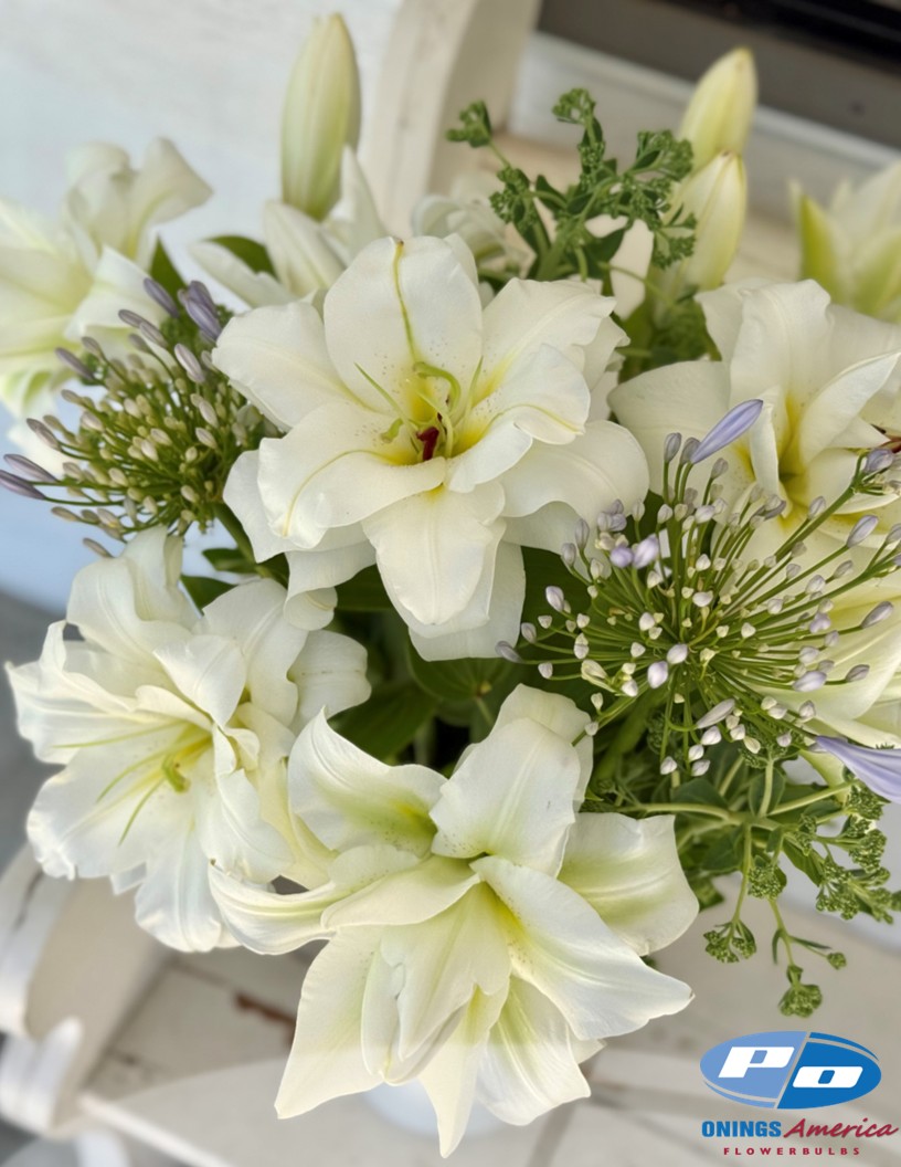 Blizzard - Double / Pollen-less OxT Hybrid Lilies Photo #2