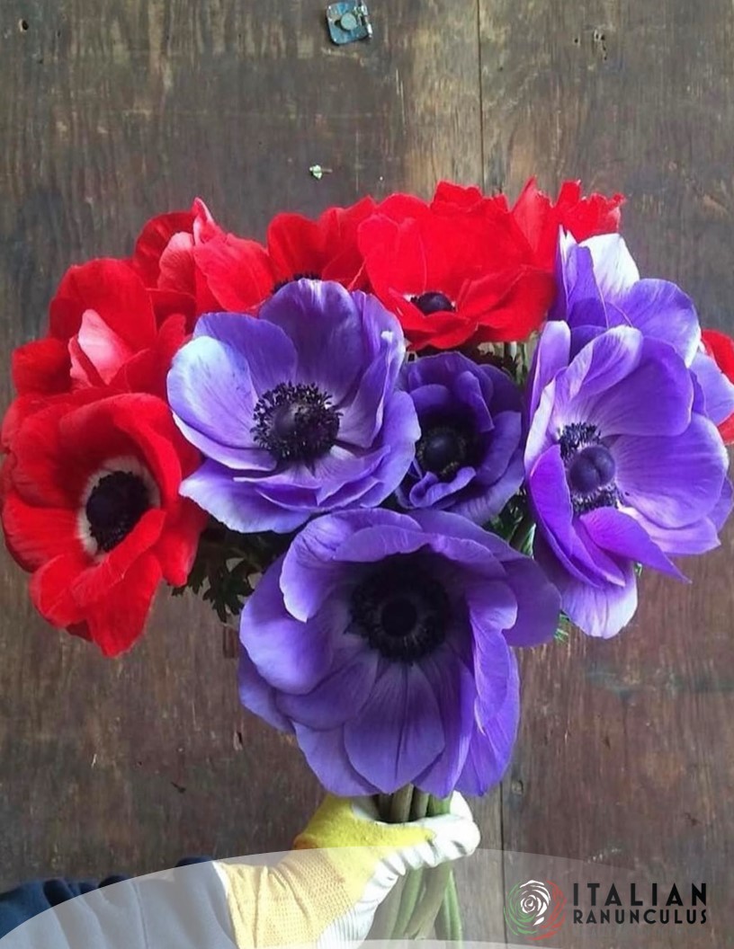 Mistral Fuego - Mistral Anemone Photo #2