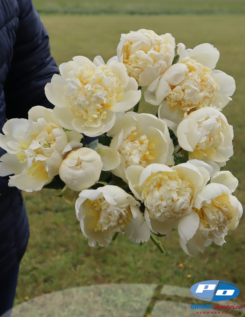 Bridal Shower - Peonies Photo #2