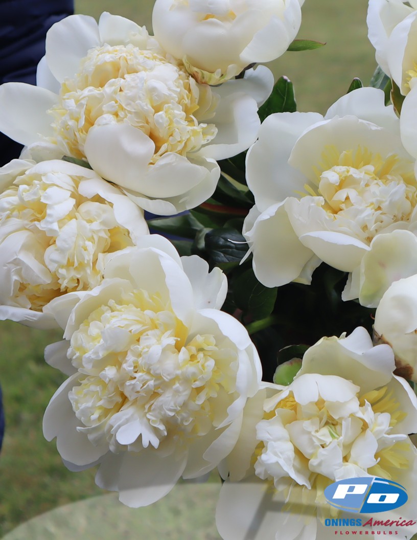 Bridal Shower - Peonies Photo #1
