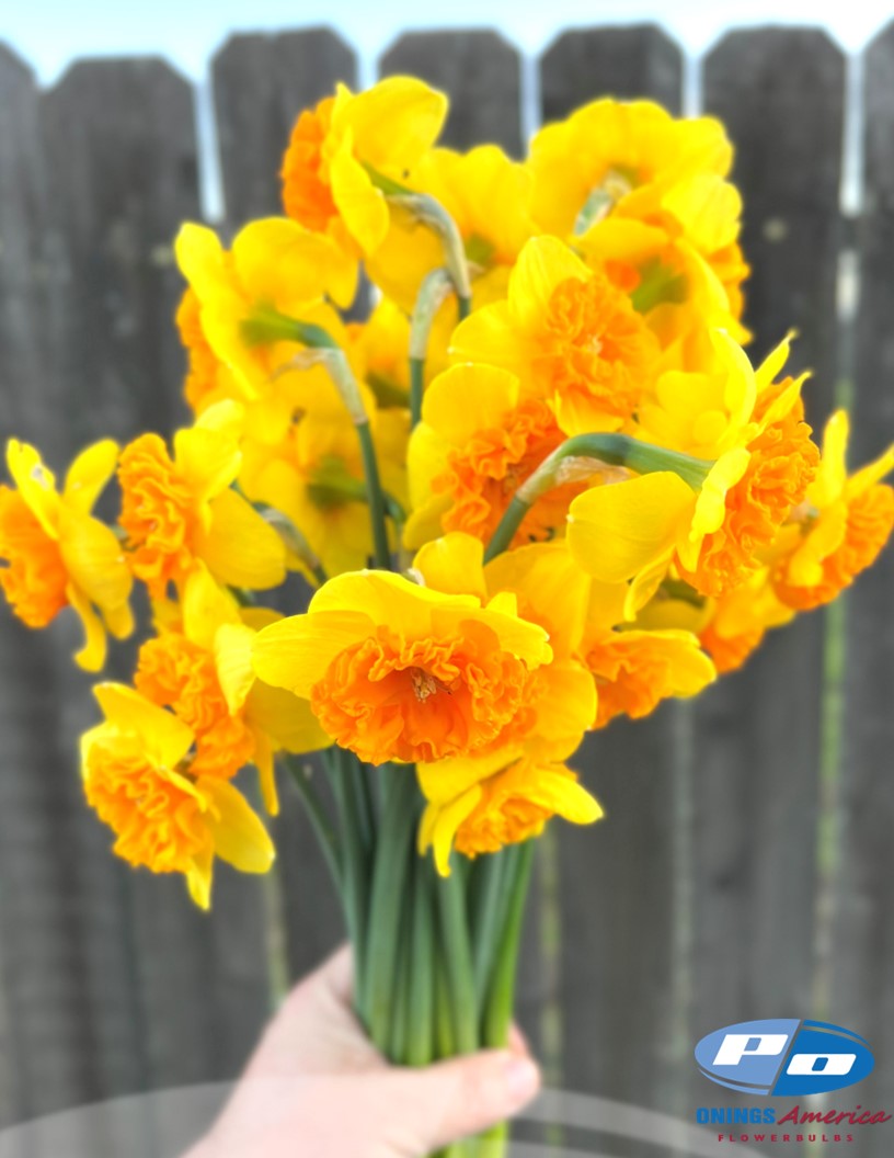 Bright Corsage - Daffodils Photo #1