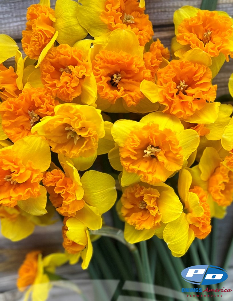 Bright Corsage - Daffodils Photo #1