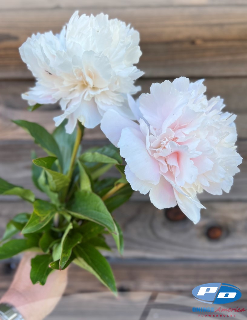Brother Chuck - Peonies Photo #1