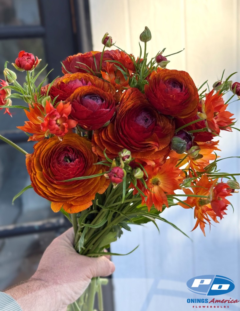 Cloni Success Brownie (700 MAR) - Cloni® Ranunculus Photo #2