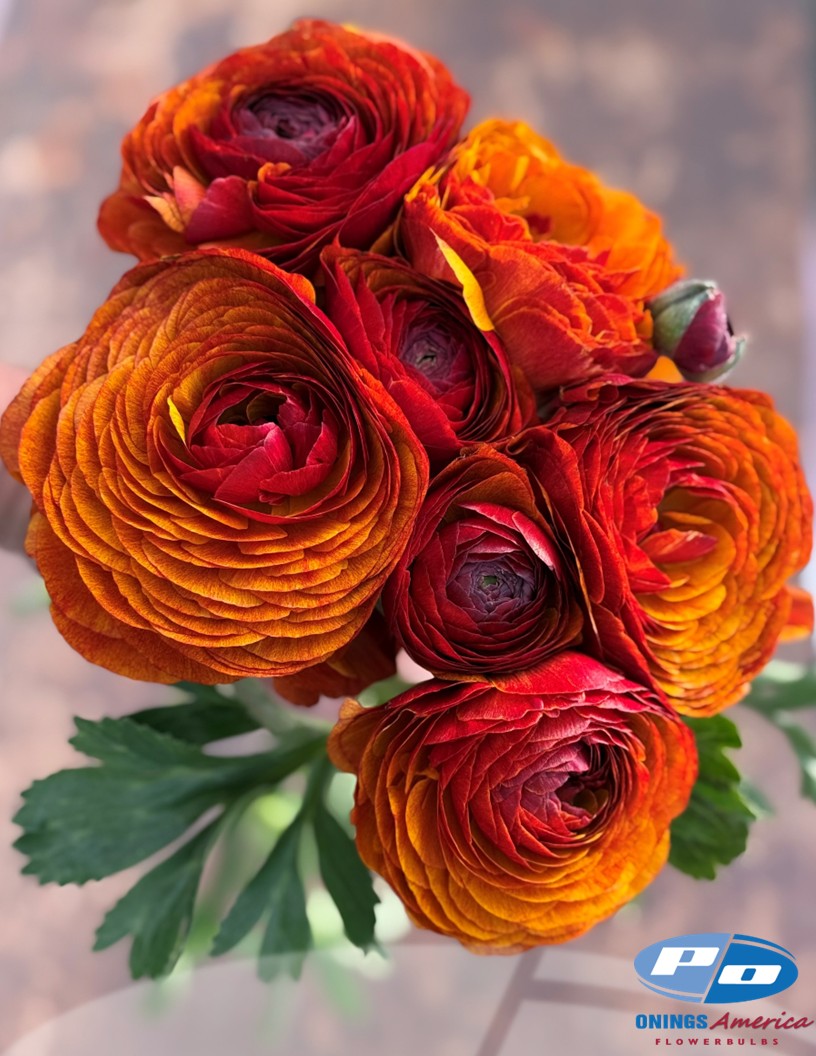 Cloni Success Brownie (700 MAR) - Cloni® Ranunculus Photo #1
