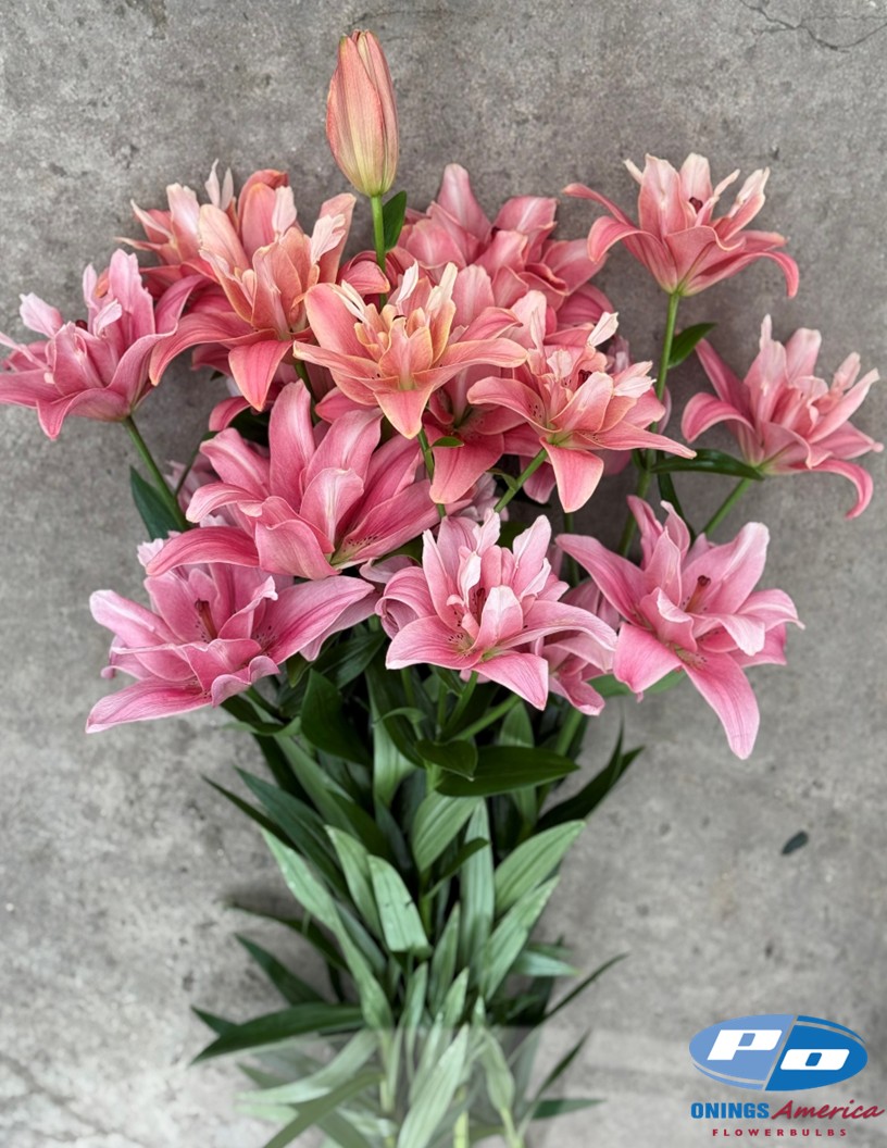 Butterfly Blossom (aka Frontline) - Double / Pollen-less LxA Hybrid Lilies Photo #2