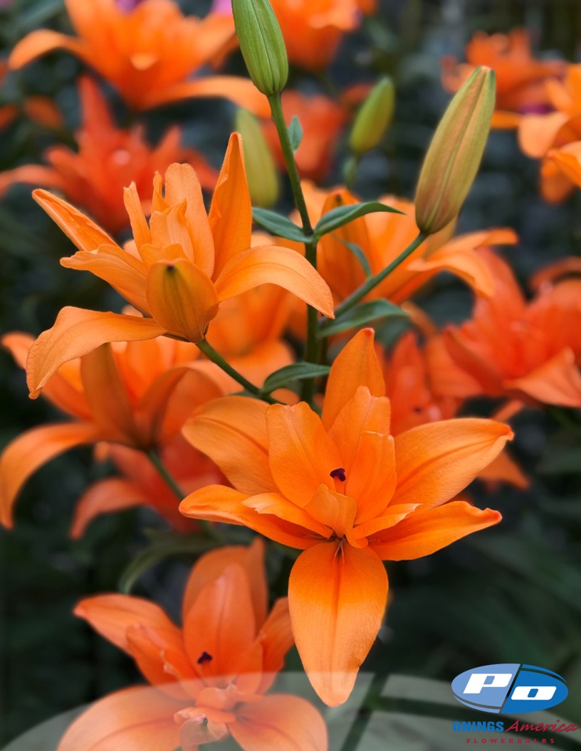 Butterfly Angel (aka Forehand) - Double / Pollen-less LxA Hybrid Lilies Photo #2
