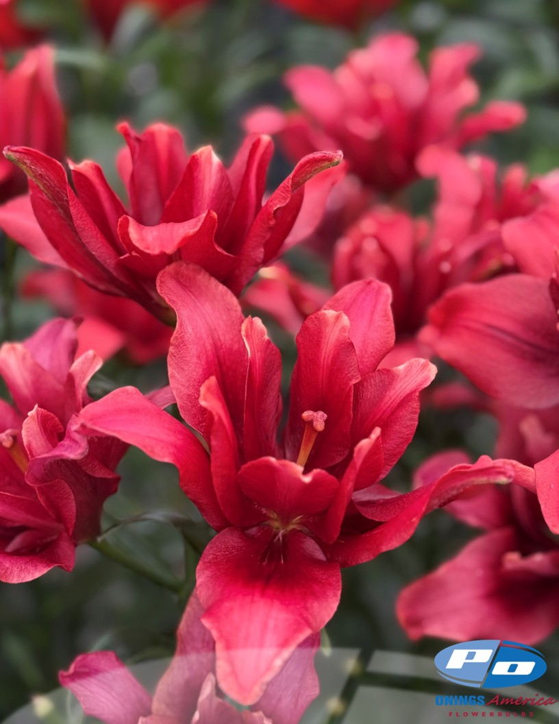 Butterfly Diamond Chicane - Double / Pollen-less LxA Hybrid Lilies