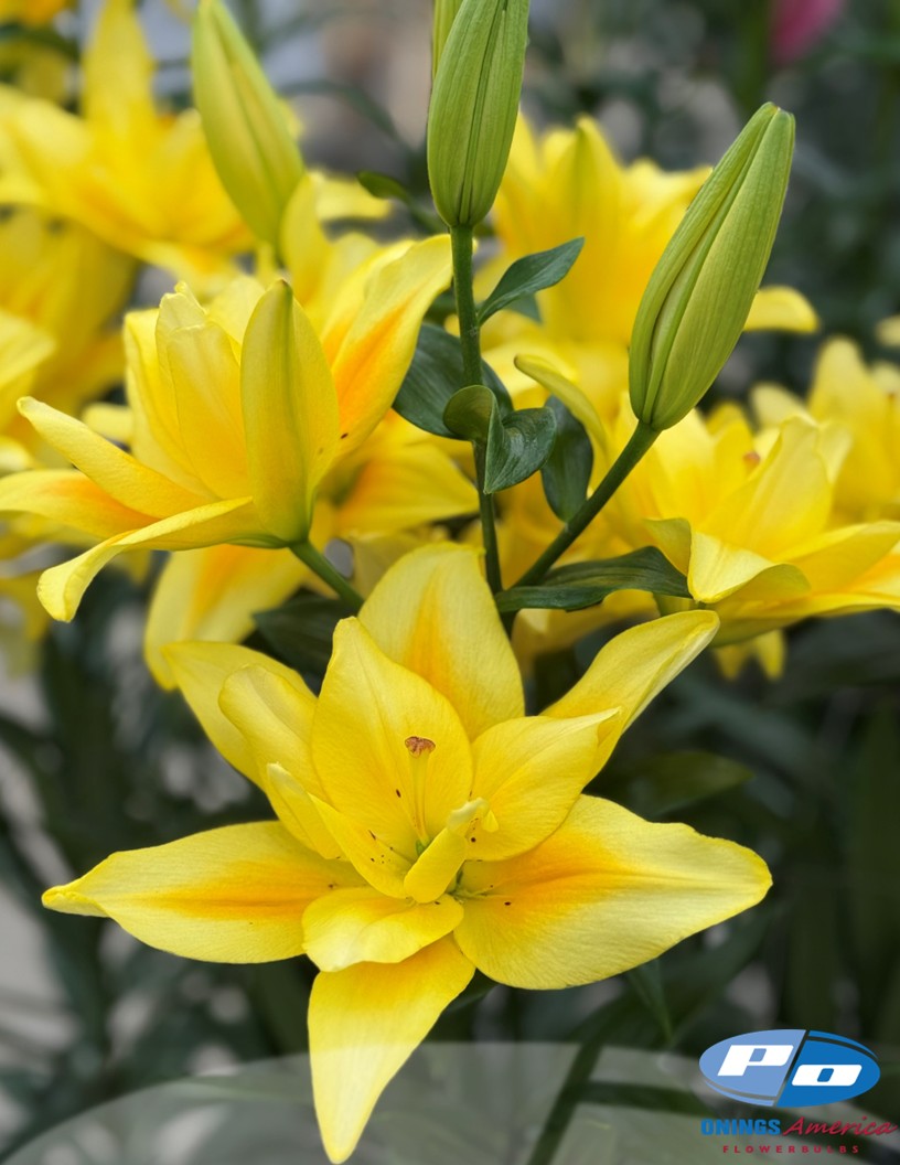 Butterfly Faya (aka Downforce) - Double / Pollen-less LxA Hybrid Lilies