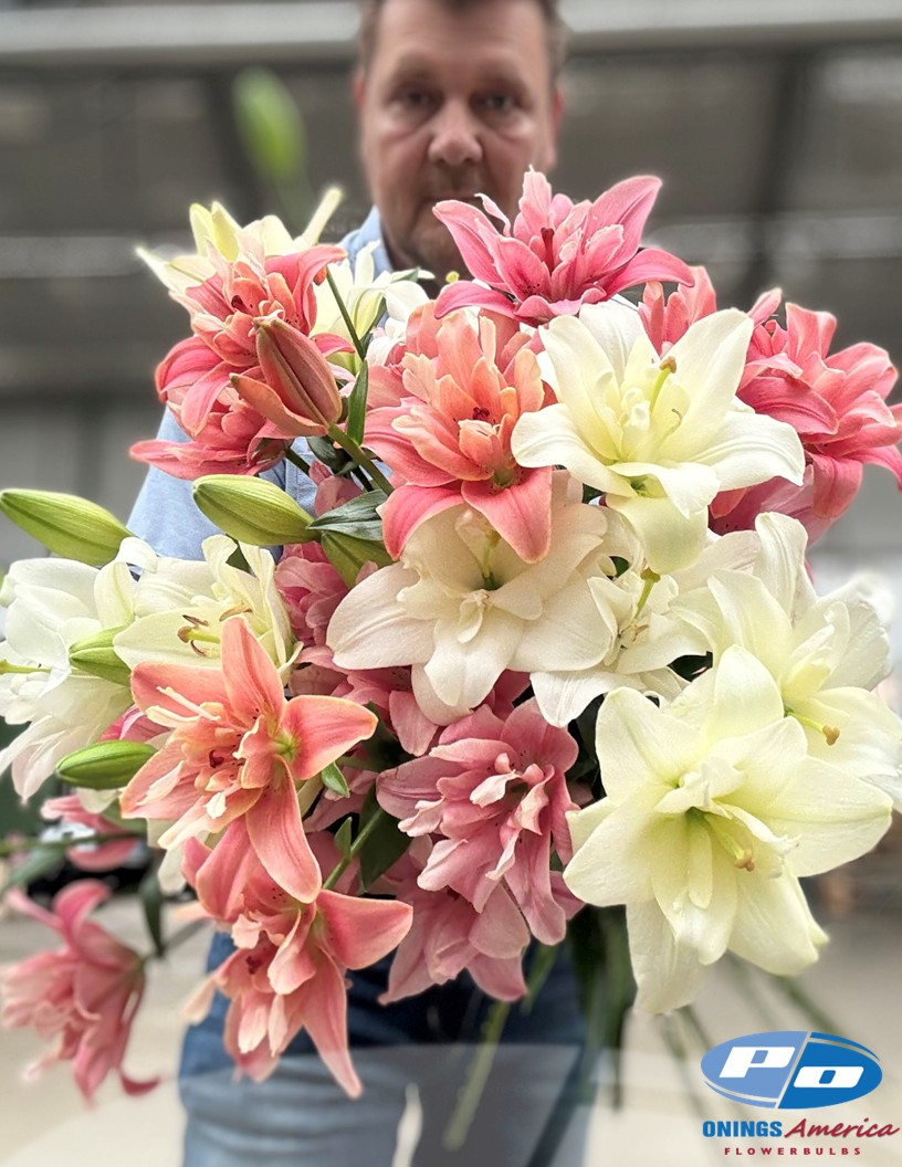 Belvedere - Double / Pollen-less LxA Hybrid Lilies Photo #2