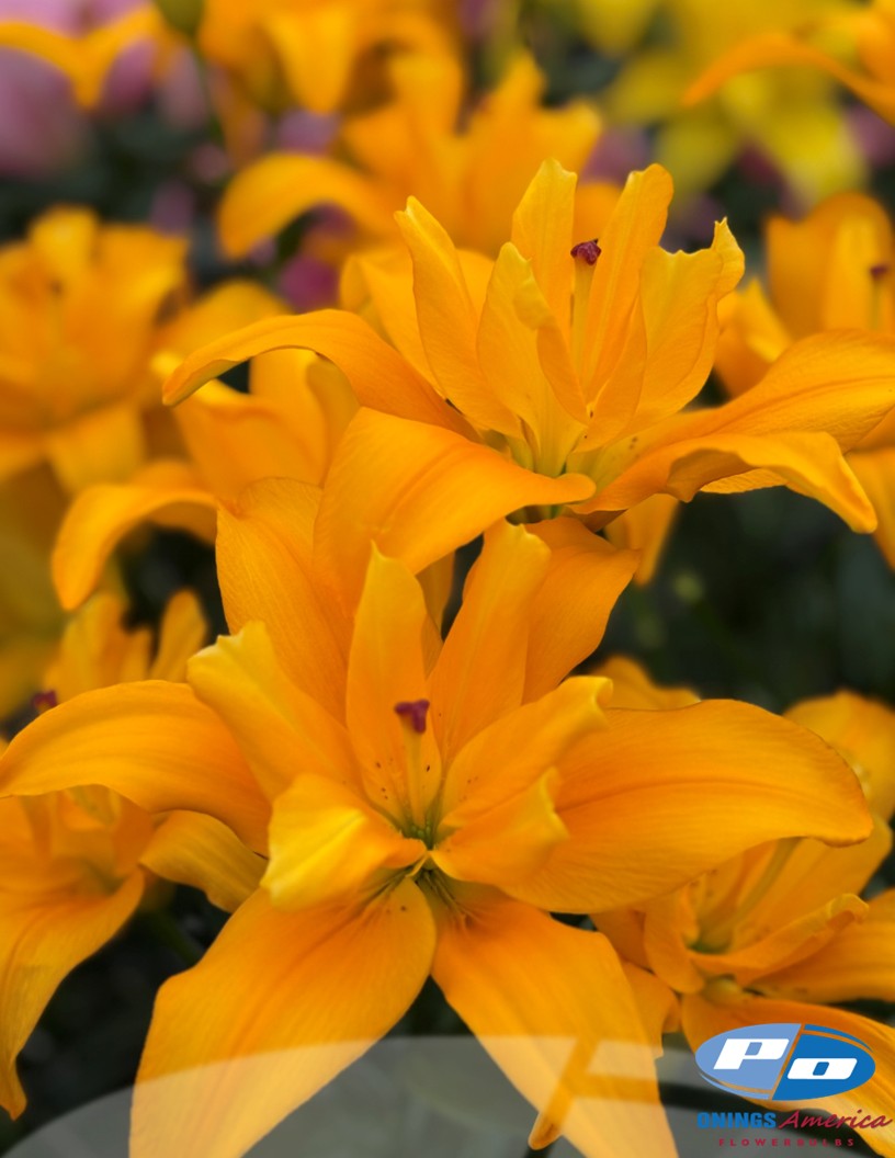 Butterfly Spring (aka Backhand) - Double / Pollen-less LxA Hybrid Lilies Photo #2