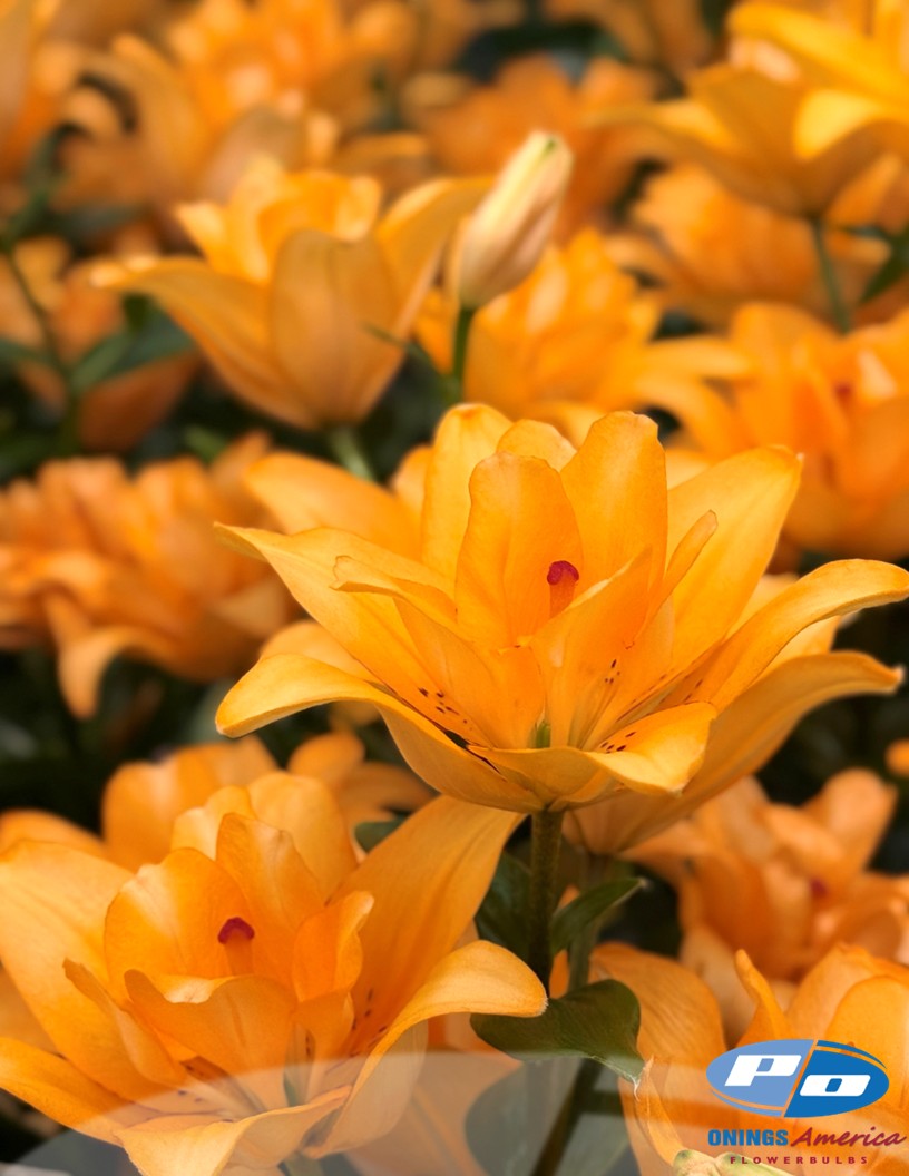 Butterfly Twinkle (aka Volley) - Double / Pollen-less LxA Hybrid Lilies