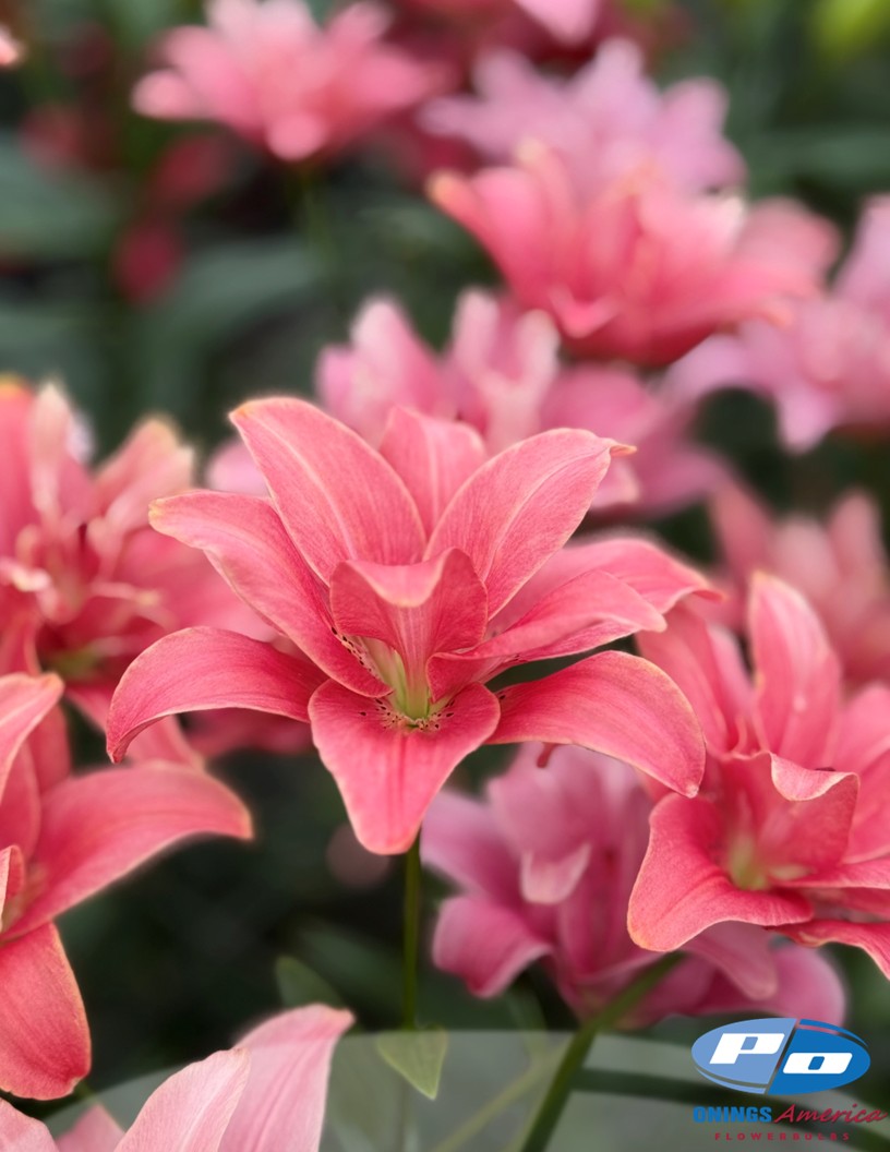 Butterfly Blossom (aka Frontline) - Double / Pollen-less LxA Hybrid Lilies Photo #2