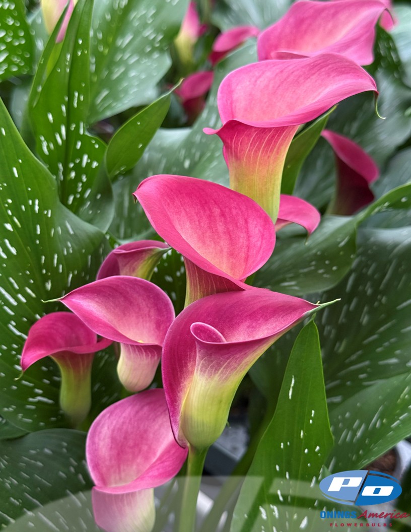 Bordeaux Art - Calla / Zantedeschia