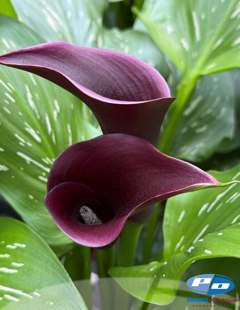 Cantor - Calla / Zantedeschia Photo #2