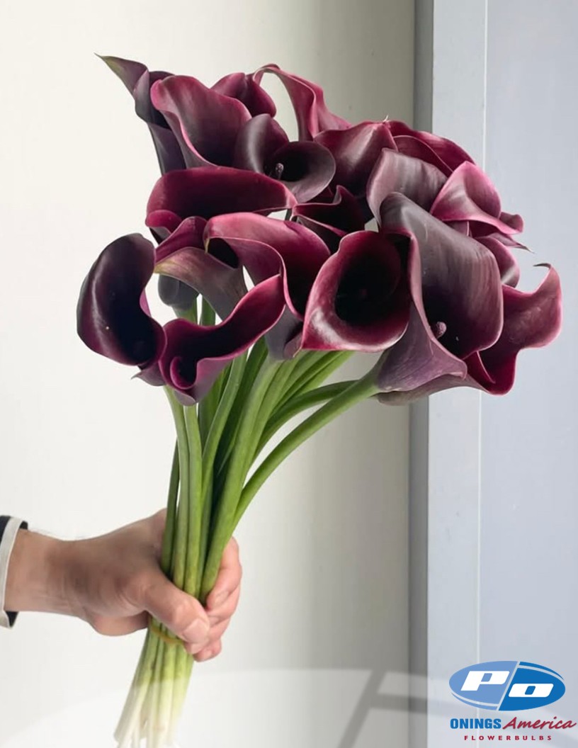 Cantor - Calla / Zantedeschia Photo #2