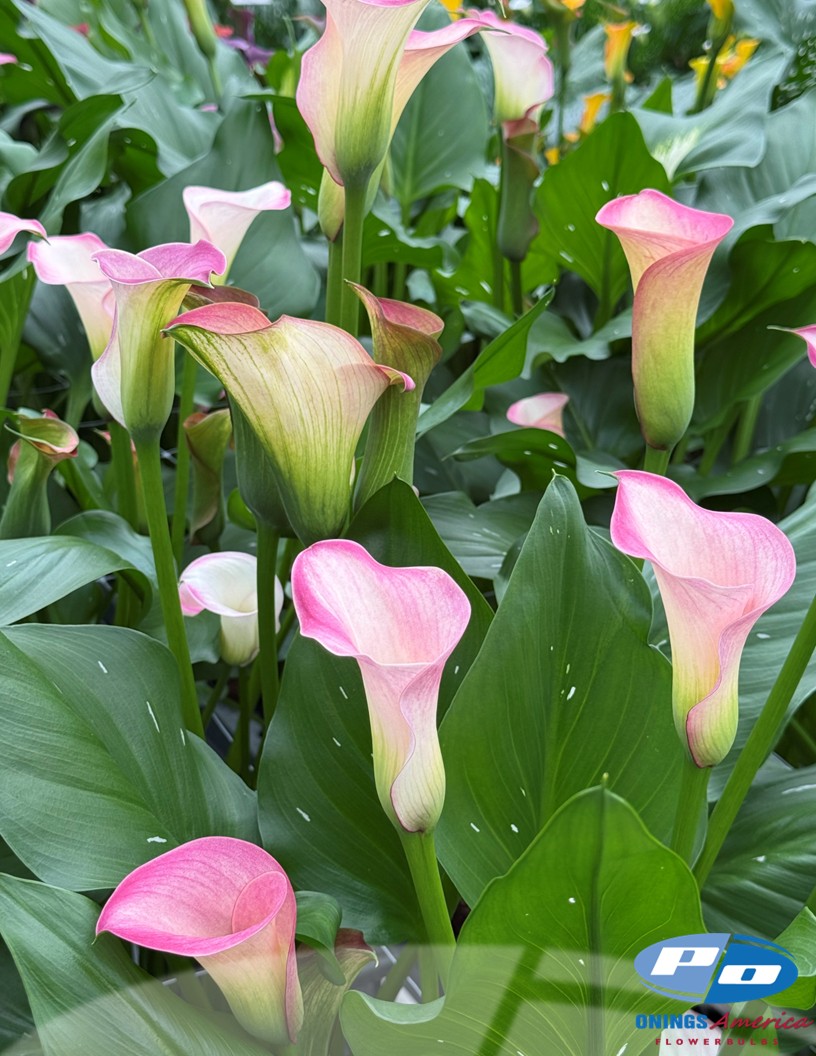 Captain Romance - Calla / Zantedeschia