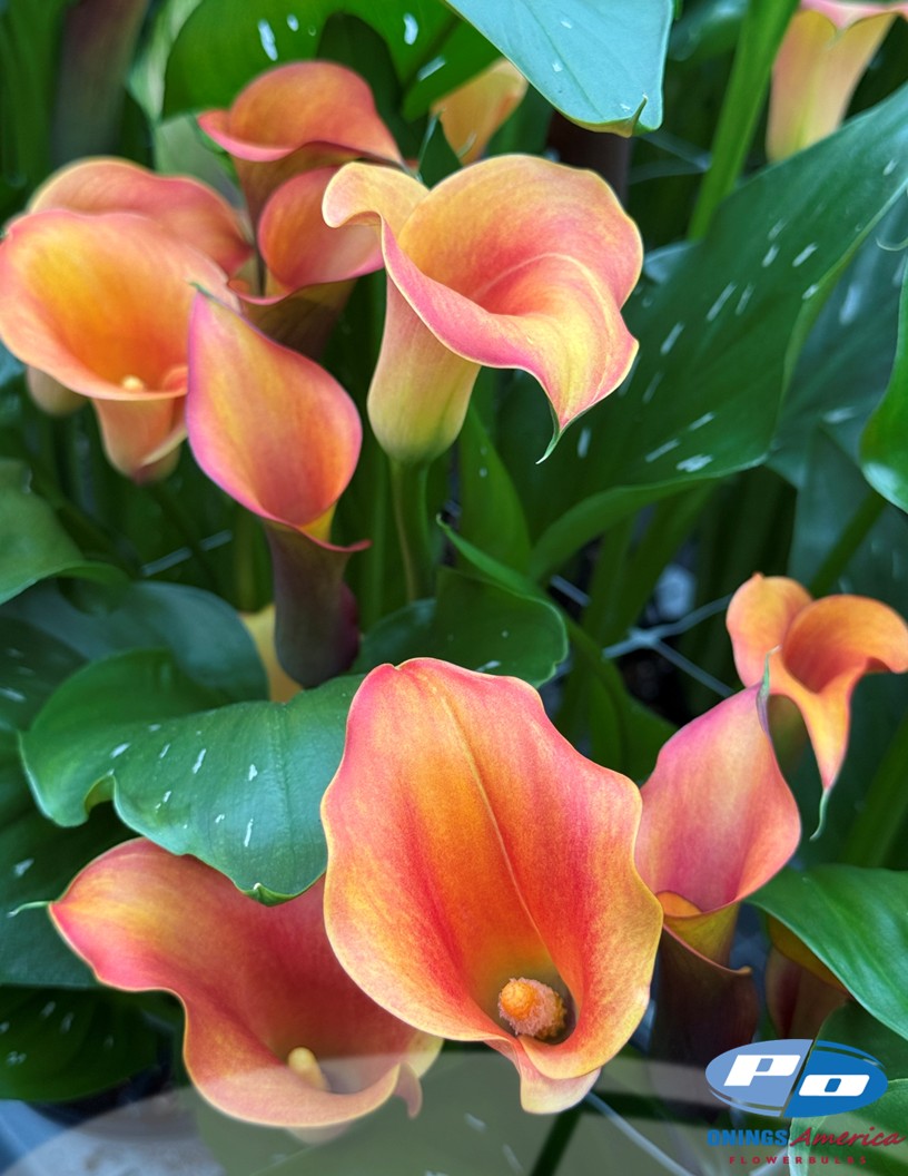 Captain Odeon - Calla / Zantedeschia Photo #2
