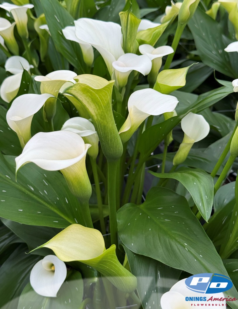 Captain Ventura - Calla / Zantedeschia Photo #2