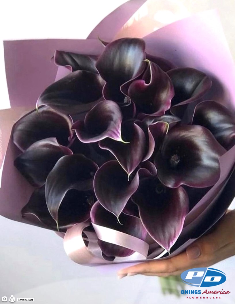 Cantor - Calla / Zantedeschia Photo #2